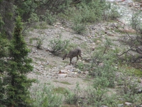 Caribou